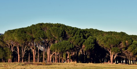 Obraz premium Landscape with Pine trees and blue sky
