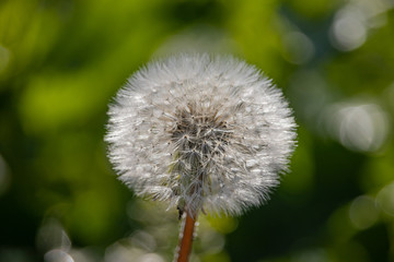 Fluffy white dandelion close-up.