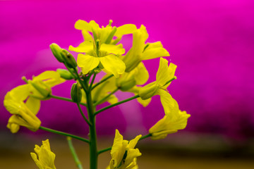 Yellow great.er celandine surrounded by pink Moss phlox