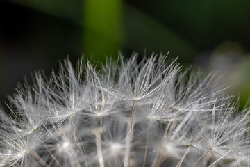 Aerial white dandelion close - up in macro mode