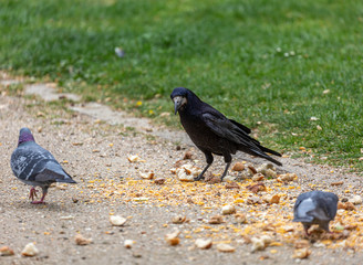 Raven and pigeons eat in park