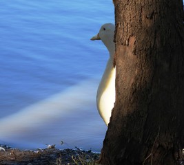 Swan hiding behind a tree trunk overlooking the lake
