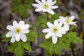 Flowers snowdrop Anemone