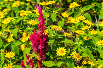 Red plumed cockscomb in the yellow flower garden.