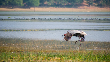 Red crown sandhill crane, india saras bhopal