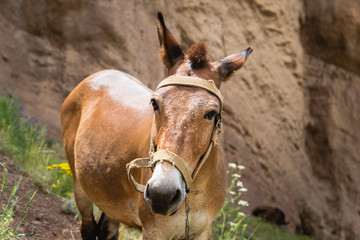 Naklejka na ściany i meble Mule in mountain trekking region - close-up portrait of mule 
