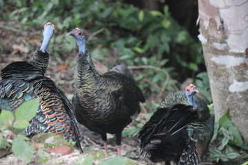世界有数のマヤ遺跡　グアテマラ随一の観光地　ティカル遺跡