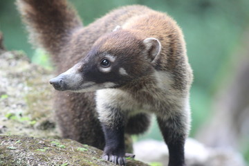 Fototapeta premium 世界有数のマヤ遺跡 グアテマラ随一の観光地 ティカル遺跡