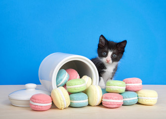 black  and white tuxedo kitten sitting next to  a cookie jar with macaroon cookies strewn about on the table. Kitten reaching towards cookies, looking directly at viewer. Blue background.