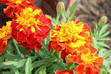 Marigolds In Bloom, Edmonton, Alberta