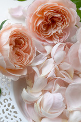 アプリコットピンクの薔薇と花びら