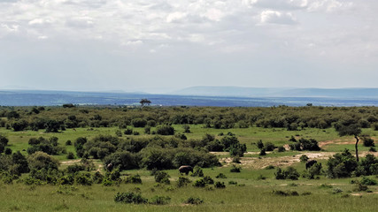 Wildlife. Good ecology. The endless savannah is covered with green grass. Trees and shrubs are everywhere. Elephants and antelopes graze calmly. On the horizon are silhouettes of mountains.