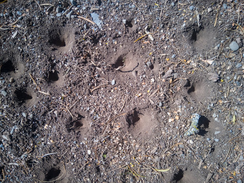 toritos de tierra en sus agujeros