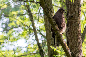 Im Baum sitzender großer Greifvogel als König der Lüfte mit scharfen Adleraugen auf Beutezug wartet aufmerksam in seinem Jagdrevier und jagt nach Kaninchen, Mäusen und kleinen Vögeln