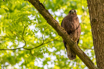 Im Baum sitzender großer Greifvogel als König der Lüfte mit scharfen Adleraugen auf Beutezug wartet aufmerksam in seinem Jagdrevier und jagt nach Kaninchen, Mäusen und kleinen Vögeln