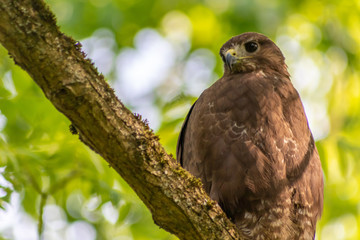 Im Baum sitzender großer Greifvogel als König der Lüfte mit scharfen Adleraugen auf Beutezug wartet aufmerksam in seinem Jagdrevier und jagt nach Kaninchen, Mäusen und kleinen Vögeln