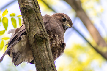 Im Baum sitzender großer Greifvogel als König der Lüfte mit scharfen Adleraugen auf Beutezug wartet aufmerksam in seinem Jagdrevier und jagt nach Kaninchen, Mäusen und kleinen Vögeln