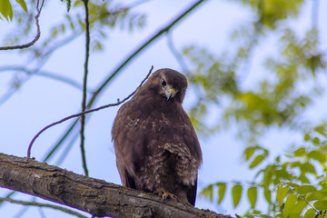 Im Baum sitzender großer Greifvogel als König der Lüfte mit scharfen Adleraugen auf Beutezug...