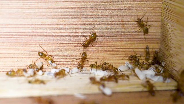 Ants protect their eggs as they take over the kitchen.
