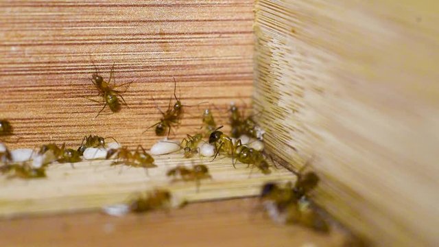 Ants protect their eggs as they take over the kitchen.