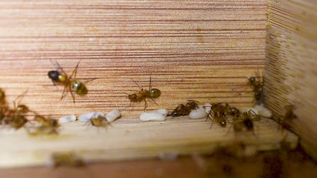 Ants protect their eggs as they take over the kitchen.