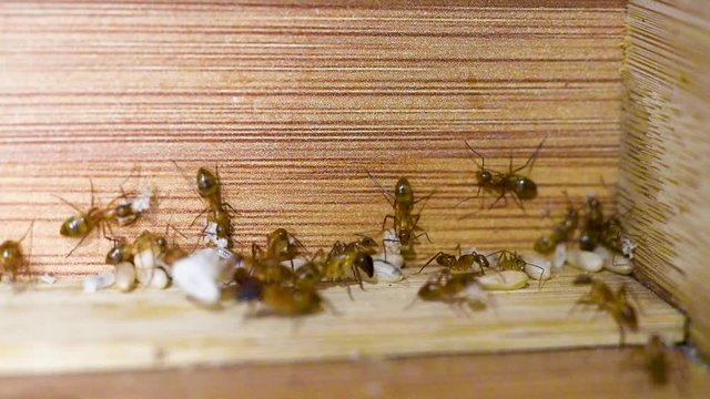 Ants protect their eggs as they take over the kitchen.