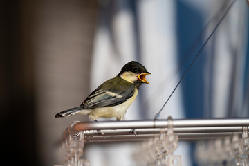 洗濯ハンガーに留まるシジュウカラの幼鳥