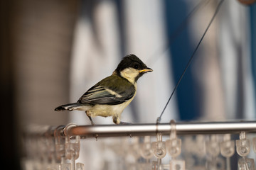洗濯ハンガーに留まるシジュウカラの幼鳥