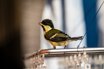 洗濯ハンガーに留まるシジュウカラの幼鳥