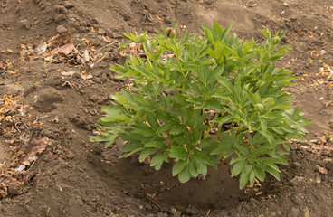 Decorative peony with a flower bud in the garden