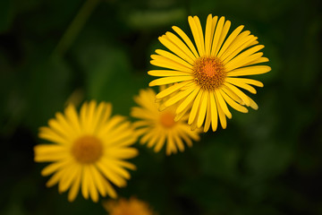 Blossom of Yellow Doronicum orientale Flower