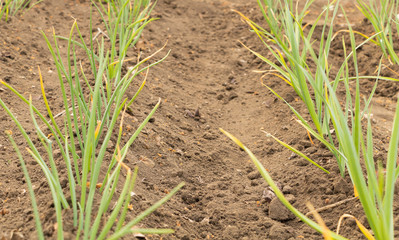 Onion and garlic grow in the garden beautiful