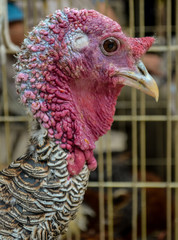 Turkey close up seen through the blurry cage