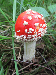 Red mushroom fly agaric. Inedible mushrooms