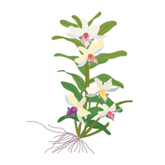 Orchids from the forest on white background. Beautiful colors, Rainforest orchids, Asian orchids, realistic orchids. Illustration vector design.