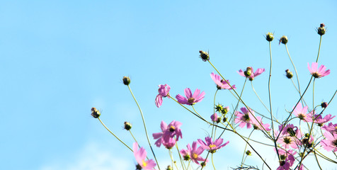 Horizontal nature banner with Cosmos  flowers