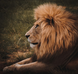 Lion staring to the left