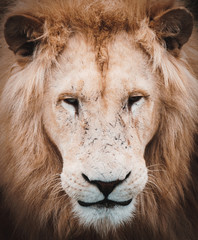 Lion staring straight