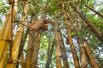 Stalk of bamboo in a tropical country on a sunny day.