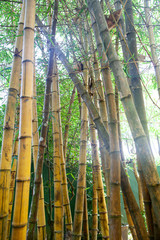 Stalk of bamboo in a tropical country on a sunny day.