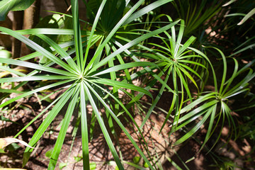 Naklejka na ściany i meble Cyperus is a small green palm-like plant growing in the tropics.