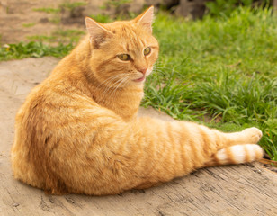 Funny adorable kitten with orange fur sits and rests