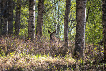 Playing peek a boo with a moose in the Alaskan Forest.