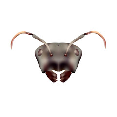 Red ant head