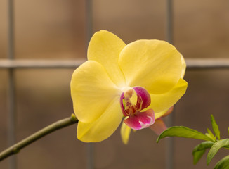 A yellow phalaenopsis orchid flower growing beautiful
