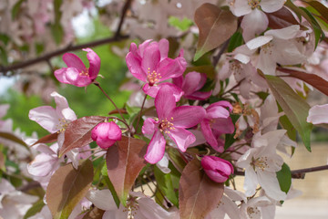 Close up abstract view of beautiful pink crabapple tree blossoms in full bloom, with defocused background