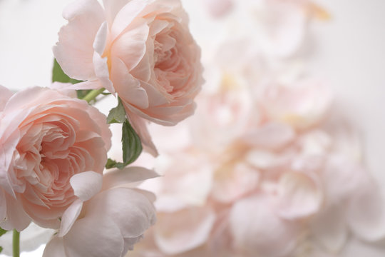 サーモンピンク Images Browse 971 Stock Photos Vectors And Video Adobe Stock