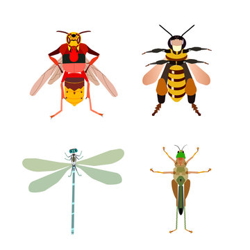 Bee, hornet, grasshopper and dragonfly.