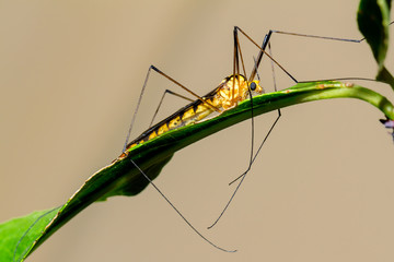 crane fly on a leaf