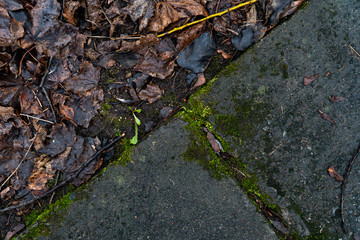 Background image of an old concrete slab covered with emerald moss